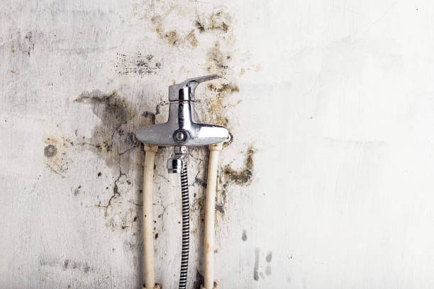 Mold Removal and Inspection in Beech Mountain Lakes, PA