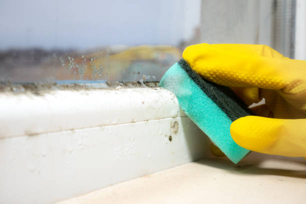 Best Attic Mold Removal  in Beech Mountain Lakes, PA