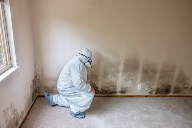 Best Mold Damage Repair  in Beech Mountain Lakes, PA