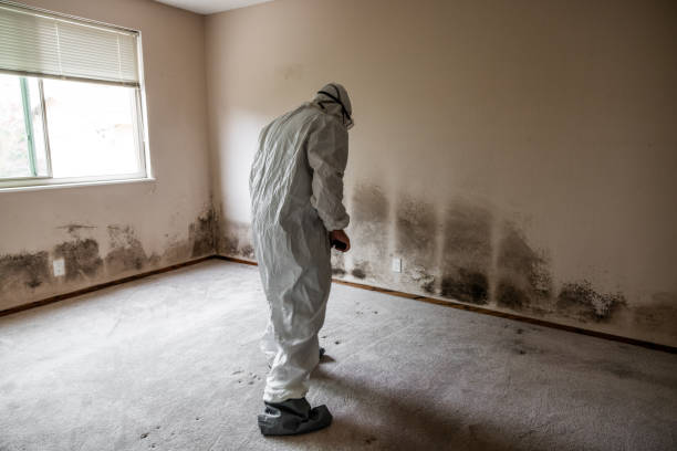 Office Mold Removal Services in Beech Mountain Lakes, PA
