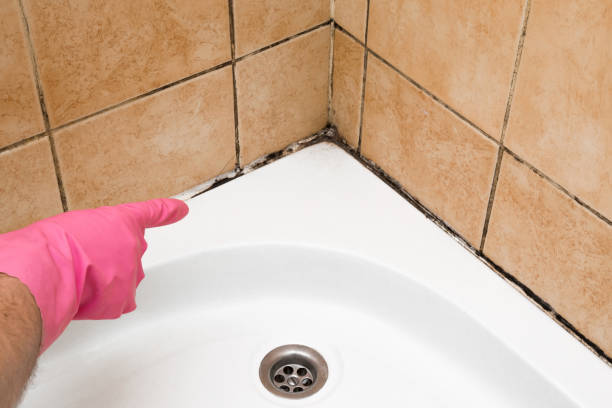 Best Commercial Mold Removal  in Beech Mountain Lakes, PA